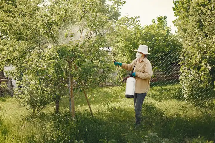 Woman in protective gear spraying pesticides on garden trees with a spray bottle.